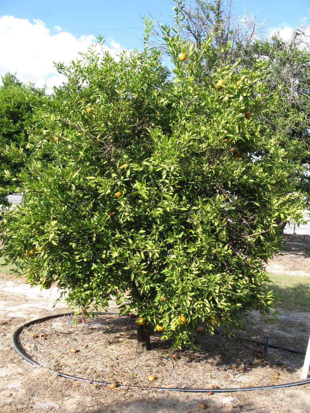              Habit (Winter Haven, FL)       